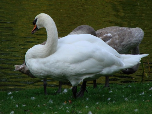 English Swans at Kew